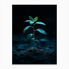 Small Green Plant On Dark Background 5 Canvas Print