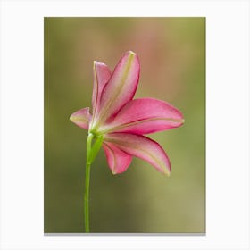 Pink Lily From Behind Canvas Print