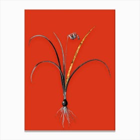 Vintage Brimeura Black and White Gold Leaf Floral Art on Tomato Red n.1232 Canvas Print