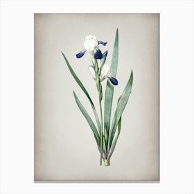 Vintage Tall Bearded Iris Botanical on Parchment n.0299 Canvas Print