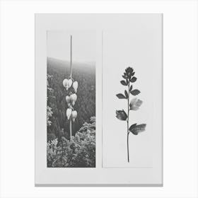 Bleeding Heart Flower Photo Collage 4 Canvas Print