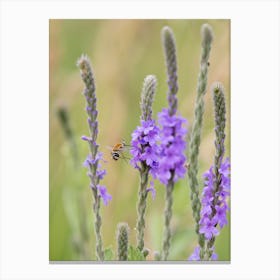Bee Fly and Purple Wildflower Canvas Print