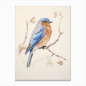 Vintage Bird Drawing Bluebird 1 Canvas Print