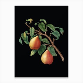 Vintage Wild European Pear Botanical Illustration on Solid Black n.0967 Canvas Print