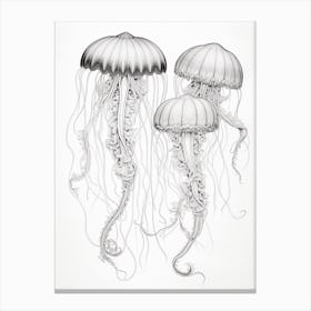 Turritopsis Dohrnii Importal Jellyfish 3 Canvas Print