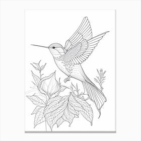 Calliope Hummingbird William Morris Line Drawing Canvas Print