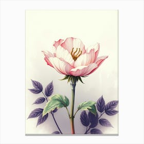 Pink Rose Canvas Print