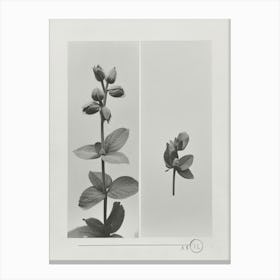 Snapdragon Flower Photo Collage 3 Canvas Print