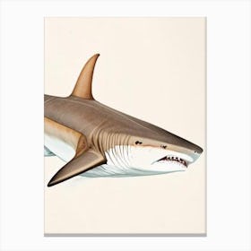 Sand Tiger Shark Vintage Canvas Print