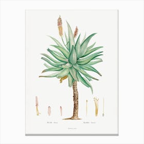 Aloe Ferox Image From Histoire Des Plantes Grasses, Pierre Joseph Redouté Canvas Print