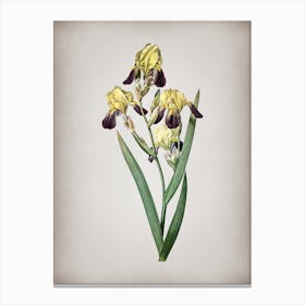 Vintage Elder Scented Iris Botanical on Parchment n.0491 Canvas Print