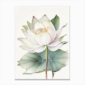 White Lotus Watercolour Ink Pencil Canvas Print