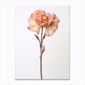 Pressed Flower Botanical Art Carnation 2 Canvas Print