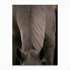 Straight Lines - Belgium horse close up photo print - moody animal photography art Canvas Print