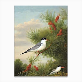 Common Tern Haeckel Style Vintage Illustration Bird Canvas Print