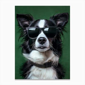 Border Collie In Sunglasses 1 Canvas Print