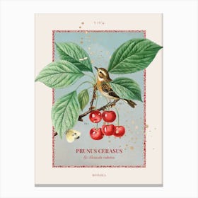 Botanica - Cherry Canvas Print