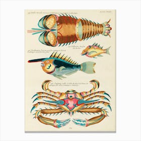Colourful And Surreal Illustrations Of Fishes, Lobster And Crab Found In The Indian And Pacific Oceans, Louis Renard (76) Canvas Print