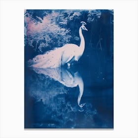 White Peacock In The Water Looking At Reflection Canvas Print
