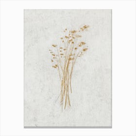 Delicate Wild Botanicals Canvas Print