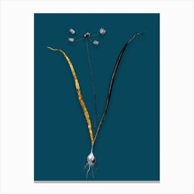 Vintage Allium Scorzonera Folium Black and White Gold Leaf Floral Art on Teal Blue n.0231 Canvas Print