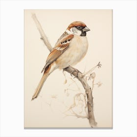 Vintage Bird Drawing Sparrow 3 Canvas Print