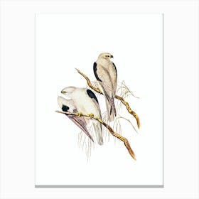 Vintage Square Tailed Kite Bird Illustration on Pure White 1 Canvas Print
