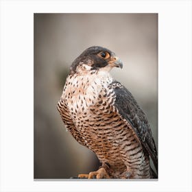 Coopers Hawk Profile Canvas Print