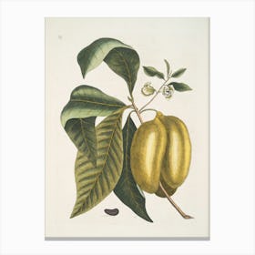 Guava Fruit Canvas Print