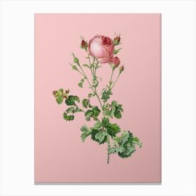 Vintage Celery Leaved Cabbage Rose Botanical on Soft Pink n.0658 Canvas Print