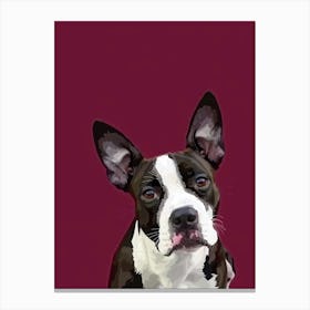 Boston Terrier 2 Canvas Print