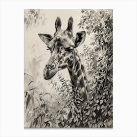 Pencil Portrait Of Giraffe In The Leaves 4 Canvas Print