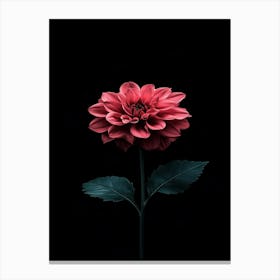 Dahlia 13 Canvas Print