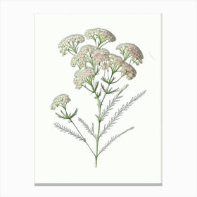 Yarrow Floral Quentin Blake Inspired Illustration 3 Flower Canvas Print