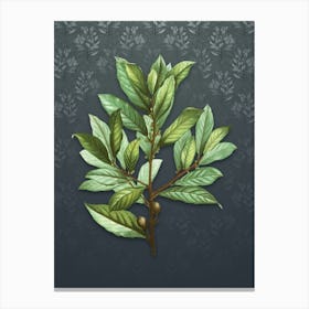 Vintage Bay Laurel Botanical on Slate Gray Pattern n.0185 Canvas Print