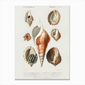 Different Types Of Mollusks, Charles Dessalines D'Orbigny 1 Canvas Print