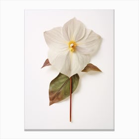 Pressed Wildflower Botanical Art Trillium Canvas Print