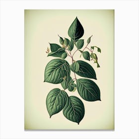 Lonicera Leaf Vintage Botanical Canvas Print