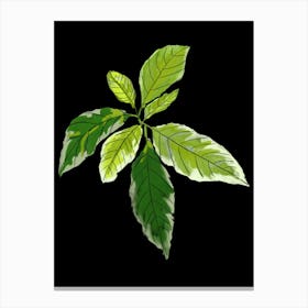 Leaf On A Black Background 1 Canvas Print