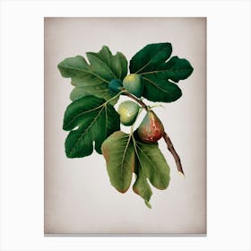 Vintage Common Fig Botanical on Parchment n.0927 Canvas Print