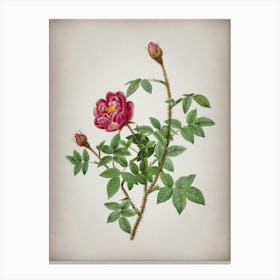 Vintage Moss Rose Botanical on Parchment n.0110 Canvas Print