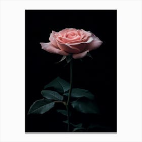 Pink Rose On Black Background 30 Canvas Print