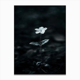 Flower In The Dark 77 Canvas Print