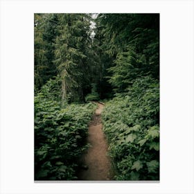 Green Forested Pathway II Canvas Print