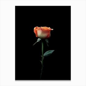 Single Rose On Black Background 4 Canvas Print