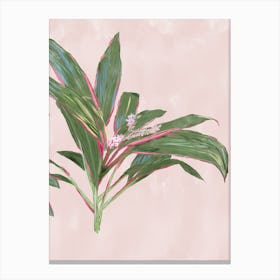 Pink And Green Plant Tropical Pink Diamond Cordylines - right of 2 pair Canvas Print