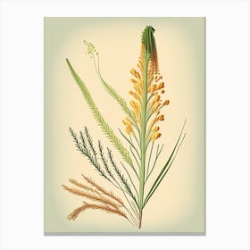 Horsetail Spices And Herbs Retro Drawing 2 Canvas Print