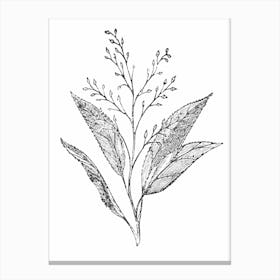 Botanical Leaves and Stem Canvas Print