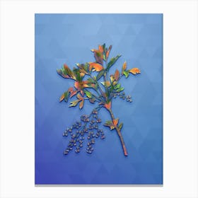Vintage Shrub Yellowroot Botanical Art on Blue Perennial n.0537 Canvas Print
