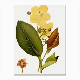 Yellow Flower 3 Canvas Print